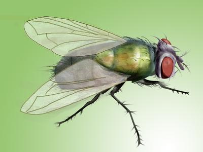 滅蒼蠅公司