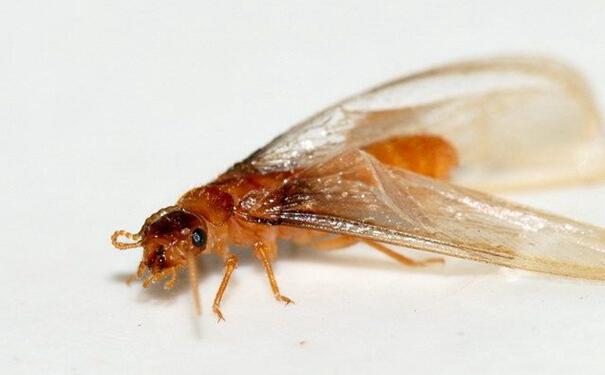 防治白蟻?zhàn)钣行У姆椒安僮鞑襟E
