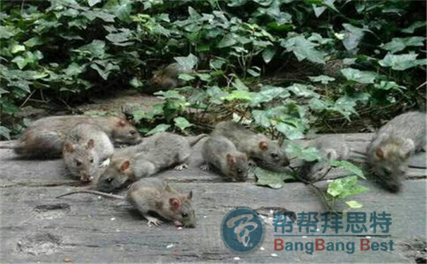最專業(yè)的滅鼠方法還得請教滅鼠公司