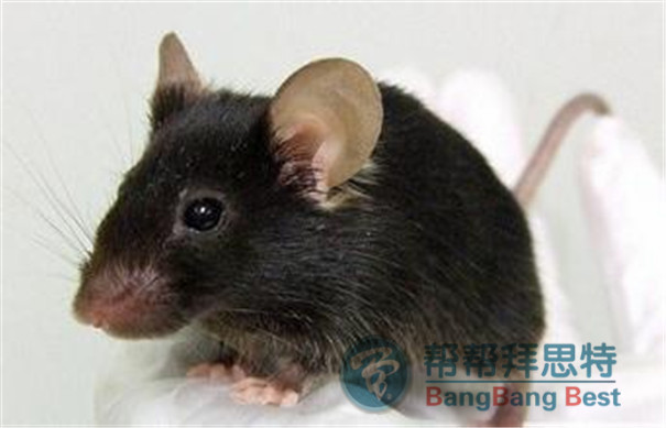 最專業(yè)的滅鼠方法還得請教滅鼠公司
