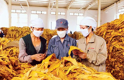 煙廠中最常見(jiàn)的煙草甲蟲(chóng)最佳防治方法