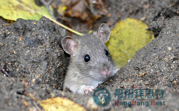 滅鼠公司在化學(xué)滅鼠中的注意事項