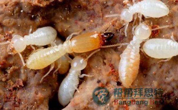 防治白蟻?zhàn)钣行У姆椒安僮鞑襟E