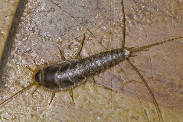 家里發(fā)現(xiàn)衣魚之后應該如何治理
