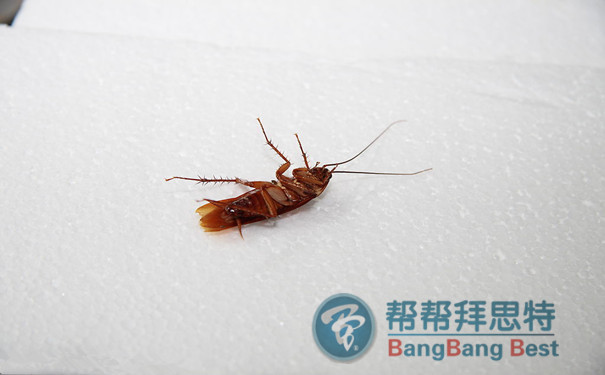 殺蟑螂公司整理最全滅蟑螂方法