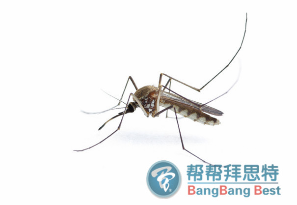 殺蟲公司詳細說說蚊子怎樣快速消滅