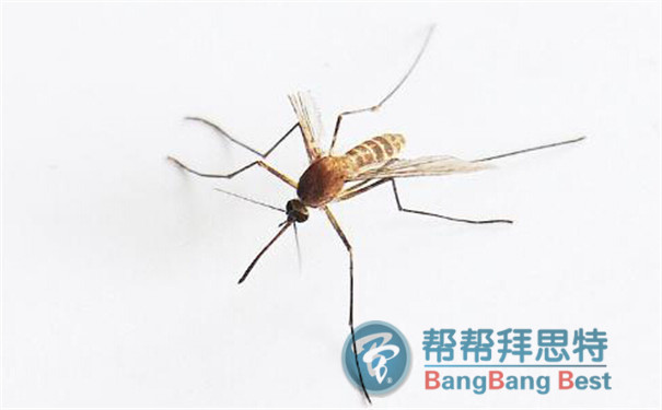 專業(yè)殺蟲公司教你怎么消滅蚊蟲