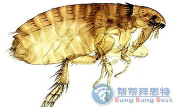 殺蟲(chóng)公司帶你生活中十五種寄生蟲(chóng)
