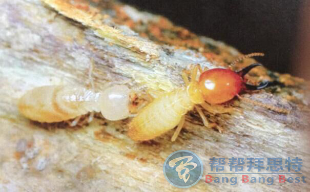 不讓白蟻拆掉您溫馨舒適的家