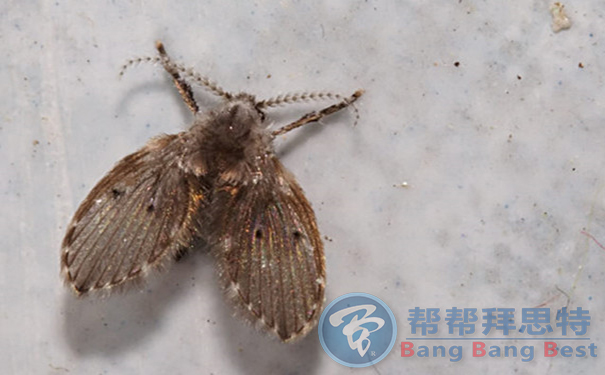 除蟲公司為您解答關(guān)于冬季除蟲那些事