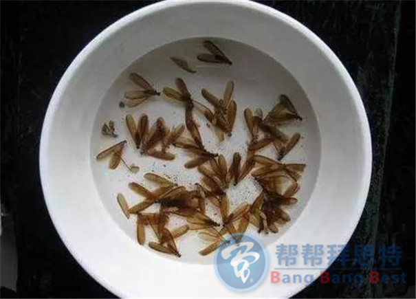 滅白蟻公司提示冬季是滅白蟻的最好時(shí)機(jī)