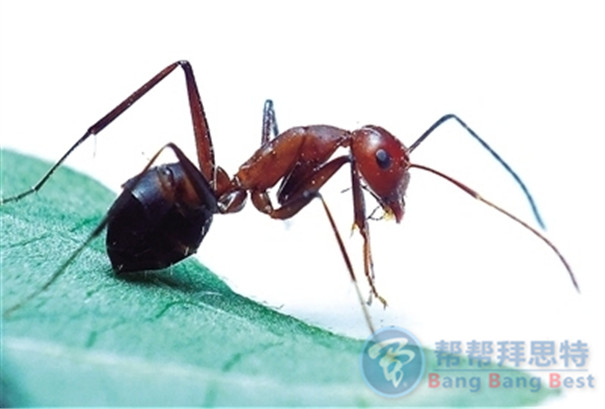 除蟲公司科普關(guān)于紅火蟻的習(xí)性及危害